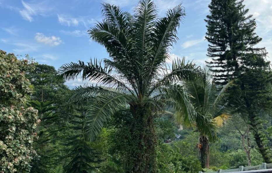 Panoramic Villa in Kandy