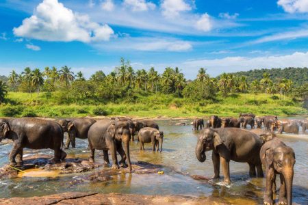 🌄 Explore the Heart of Sri Lanka: Hill Country 🏞️