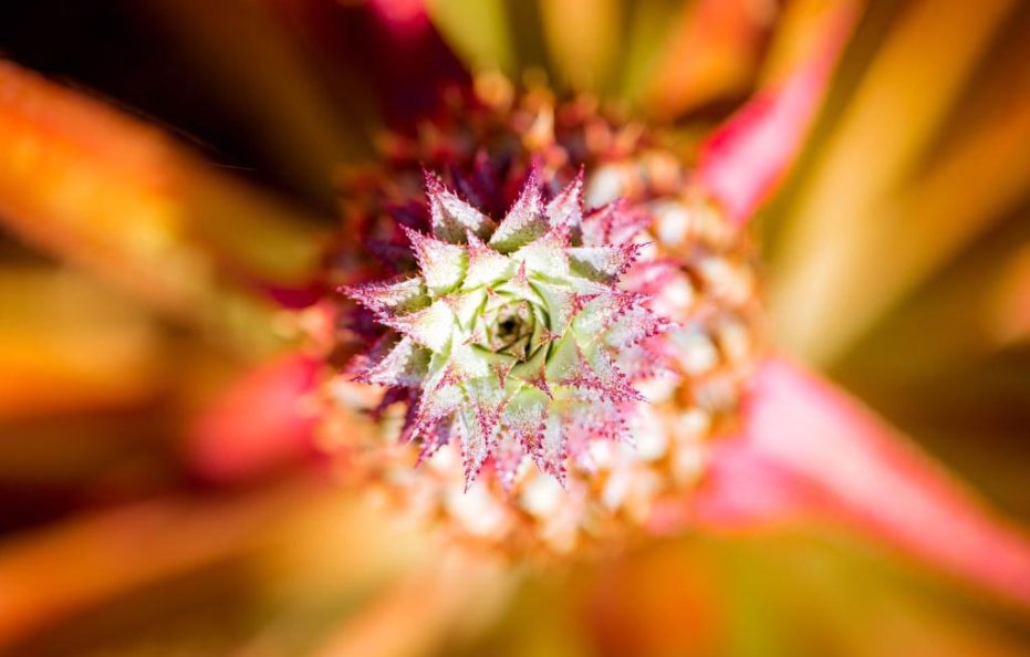 Villa Luxury, Negambo